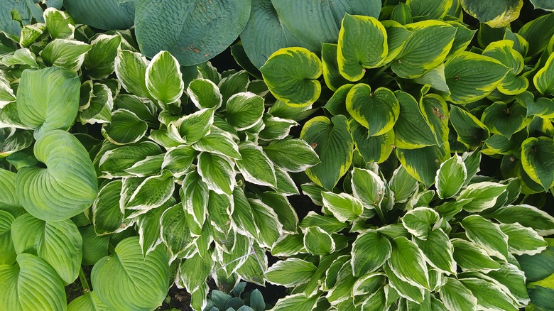 Plusieurs variétés d'hostas dans le jardin