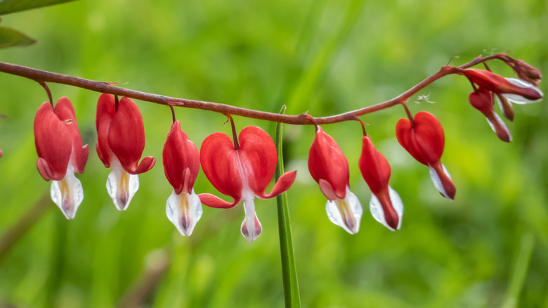 Plantes à cœur saignant rouge 