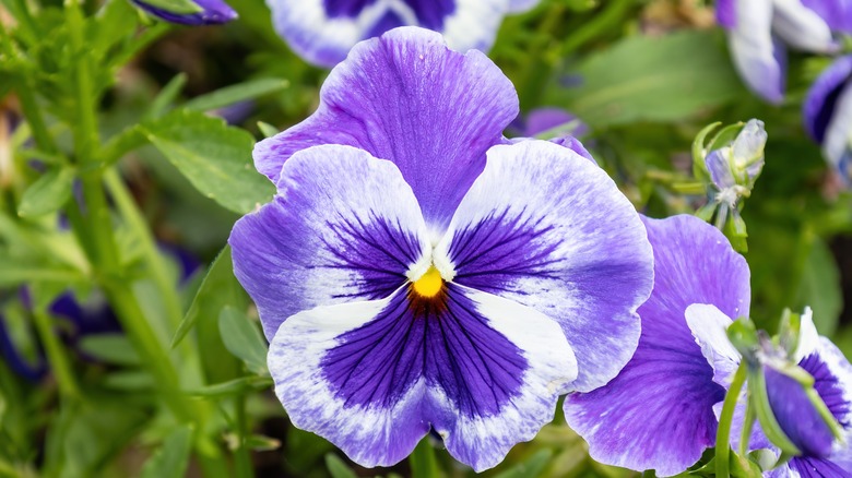 Floraison de violette aux couleurs profondes 