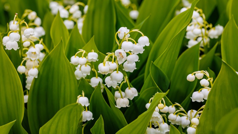 le muguet fleurit 