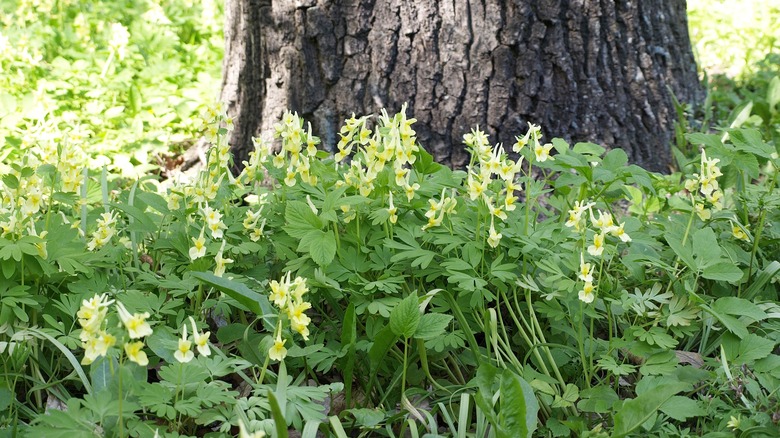 Base de l'arbre de corydale jaune