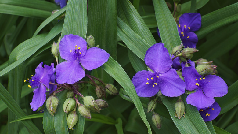 Araignée violette foncée 