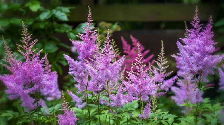 Astilbe à fleurs violettes