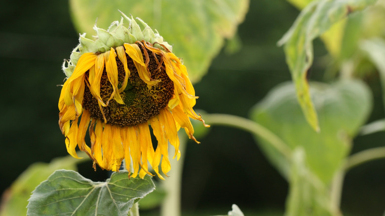 Tournesol fané