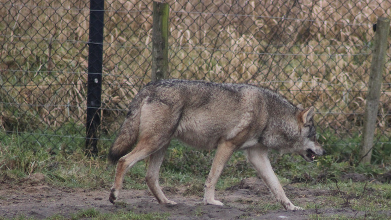 loup marchant le long d'une clôture