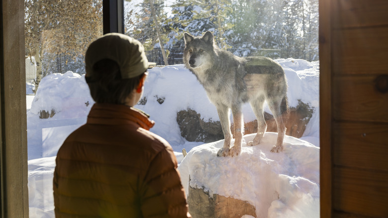 Loup regardant dans la maison