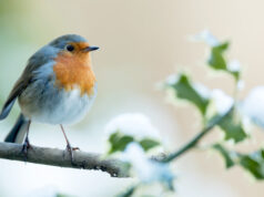 oiseau bleu et orange sur une branche