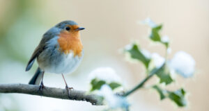 oiseau bleu et orange sur une branche