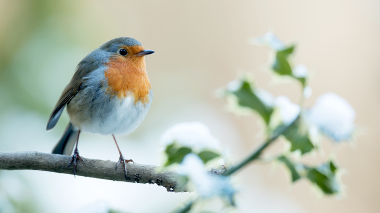 oiseau bleu et orange sur une branche