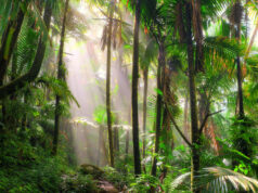 forêt tropicale nationale d'El Yunque, Porto Rico