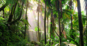 forêt tropicale nationale d'El Yunque, Porto Rico