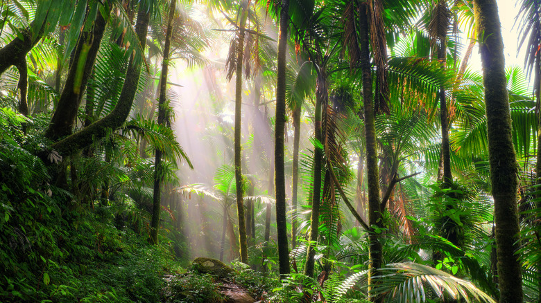 forêt tropicale nationale d'El Yunque, Porto Rico