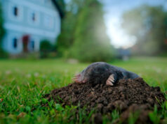 Taupe dans le jardin 