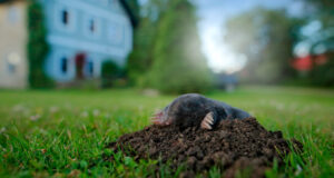 Taupe dans le jardin 