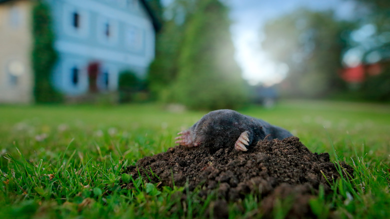 Taupe dans le jardin 