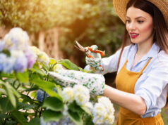 Femme taillant des hortensias