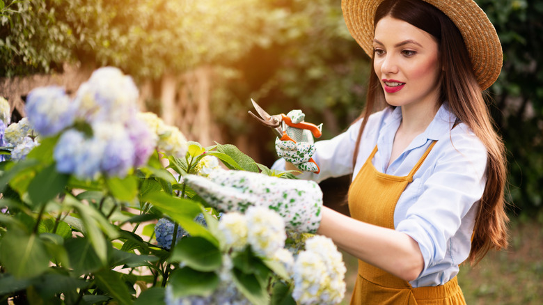 Femme taillant des hortensias