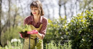 Femme tenant une jeune plante de jardin