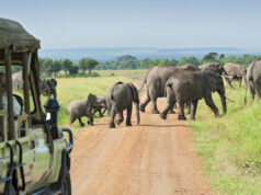 Van de safari derrière un troupeau d'éléphants qui passe