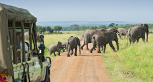 Van de safari derrière un troupeau d'éléphants qui passe