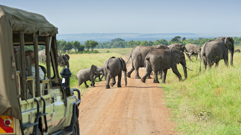 Van de safari derrière un troupeau d'éléphants qui passe