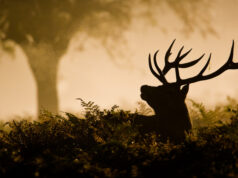 Silhouette d'un cerf mâle