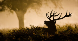 Silhouette d'un cerf mâle