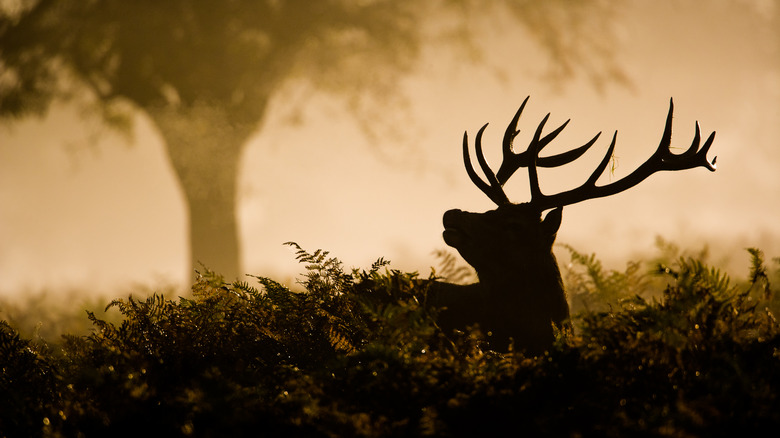 Silhouette d'un cerf mâle