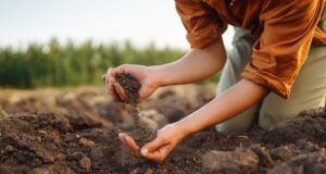 Jardinier examinant le sol