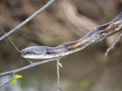 Mouche d'eau sur une branche