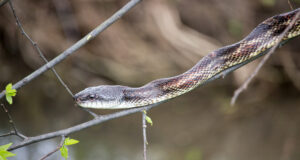 Mouche d'eau sur une branche