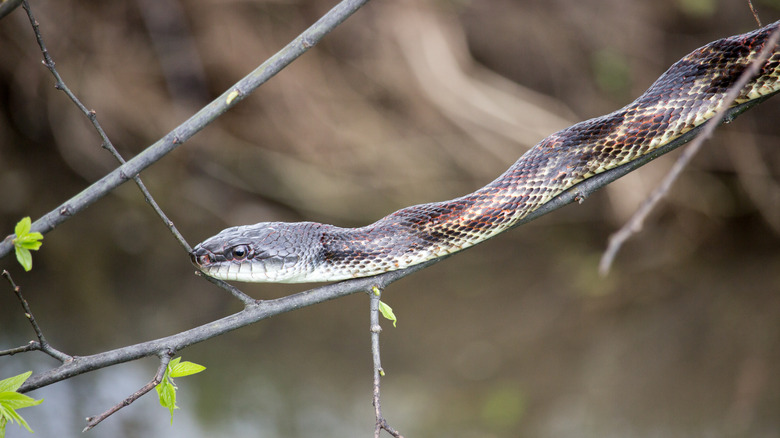 Mouche d'eau sur une branche