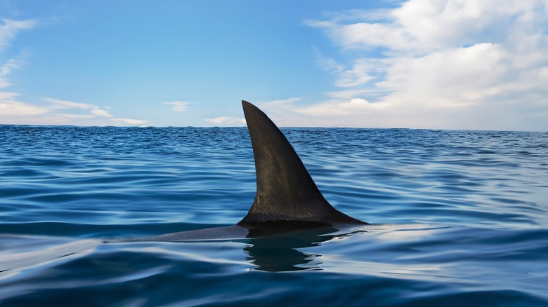 Aileron de requin au-dessus de la surface