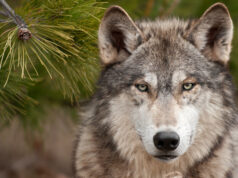 Gros plan sur un loup gris