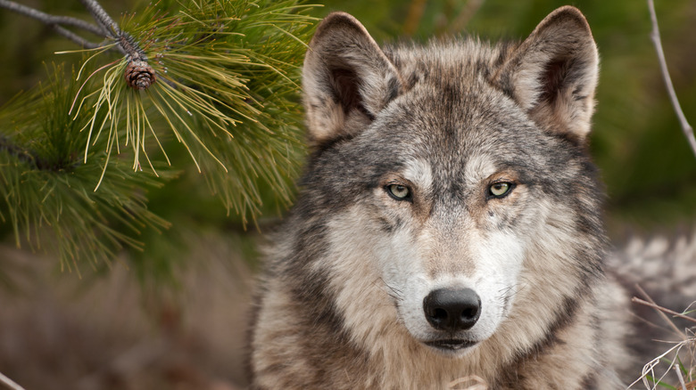 Gros plan sur un loup gris