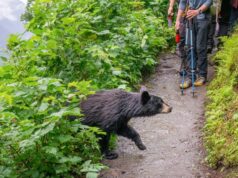 petit ours et randonneurs