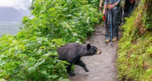 petit ours et randonneurs