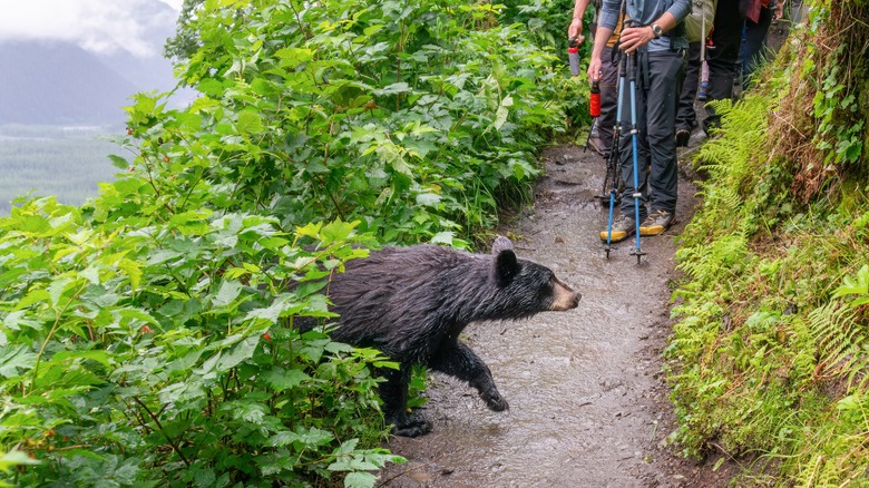 petit ours et randonneurs