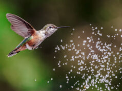 Colibri sur le point d'être aspergé d'eau