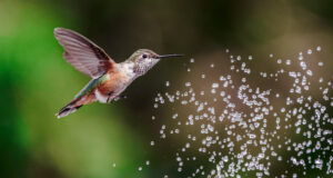 Colibri sur le point d'être aspergé d'eau