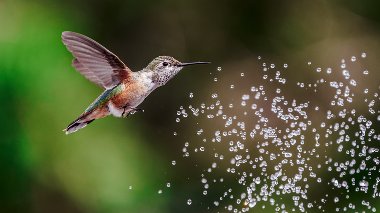 Colibri sur le point d'être aspergé d'eau