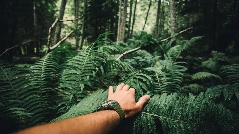 Main avec montre dans la jungle