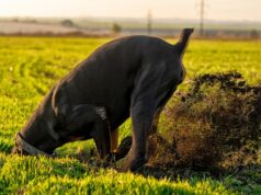 Chien creusant dans la cour