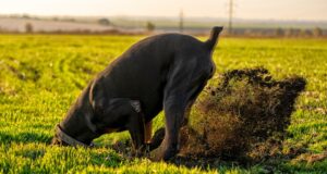 Chien creusant dans la cour