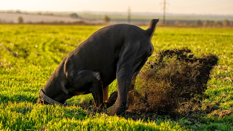 Chien creusant dans la cour