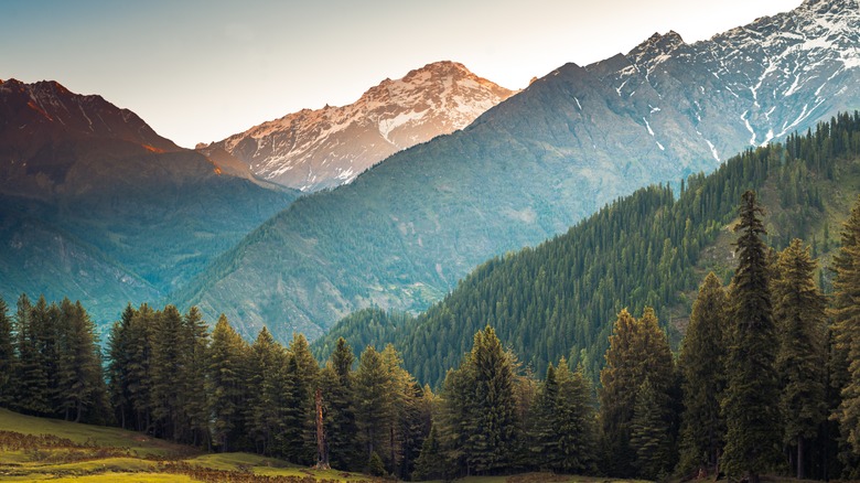 Paysage de forêt avec montagnes himalayennes