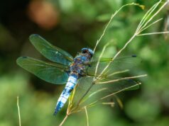 libellule sur une plante