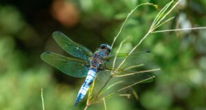 libellule sur une plante