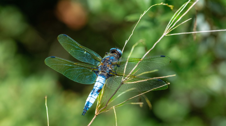 libellule sur une plante