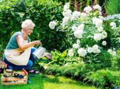 Une femme âgée arrosant des roses 